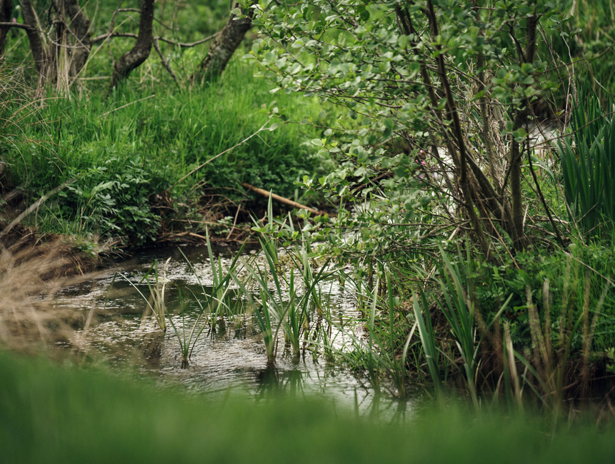 RÉENSAUVAGER LA NATURE